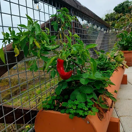 Vinedos Verdes Apartamento *